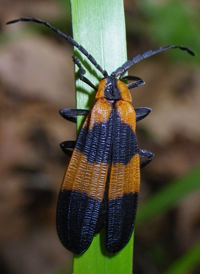 Reticulated Net-winged Beetle